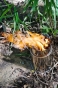 Пічка EcoStoveLite - EcoStoveLite - фото 6